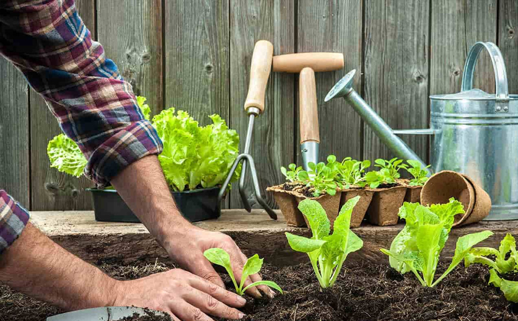 Làm vườn chuyên nghiệp: Bộ dụng cụ và cách sử dụng tối ưu